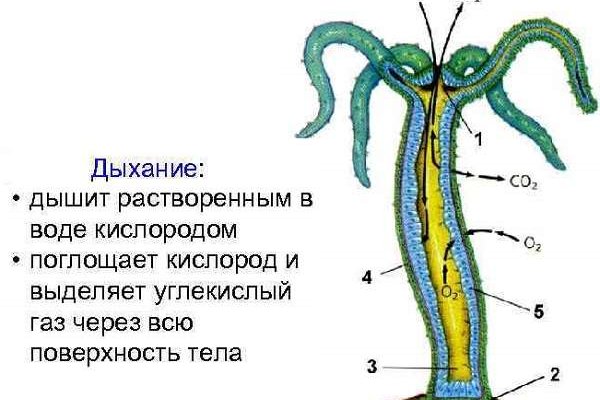 Кракен тор ссылка онион