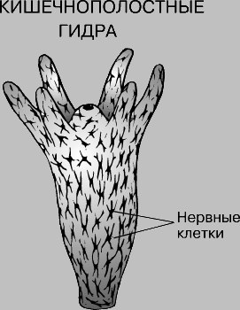 Кракен торговая